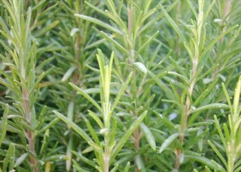 Hafızanızı taze tutacak mucizevi bitki: İşte faydaları ve tarifleri!