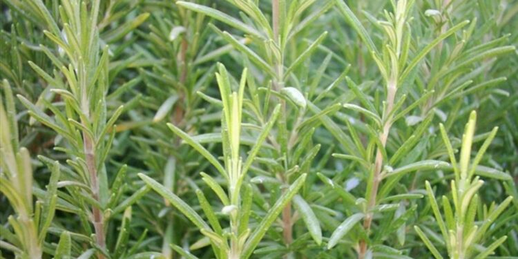 Hafızanızı taze tutacak mucizevi bitki: İşte faydaları ve tarifleri!