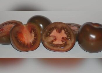 Siyahı da kırmızısı da kanserin başdüşmanı