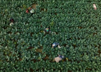 Metrekareye 120 kilogram yağış düştü, çiftçinin yüzü güldü