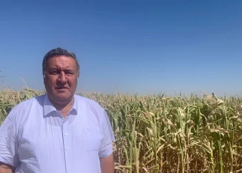 Gürer: Enflasyon mısır üreticisini etkilemedi mi?