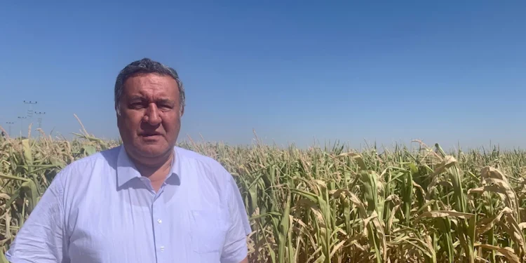 Gürer: Enflasyon mısır üreticisini etkilemedi mi?