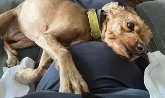 Apar topar evlenen Kaan Urgancıoğlu baba oluyor! Eşi karnı burnunda pozunu paylaştı