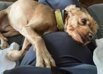 Hamilelik müjdesi veren Kaan Urgancıoğlu ve Burcu Denizer çiftinin oğlu olacak