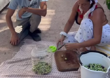 Hülya Avşar siyah bikinisini giyip bahçesinden topladığı zeytinleri kırdı