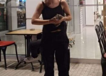 Ordu’dan başlayan yolculuğu Çorum’da bitti! Yaramaz kediden 400 kilometrelik yolculuk