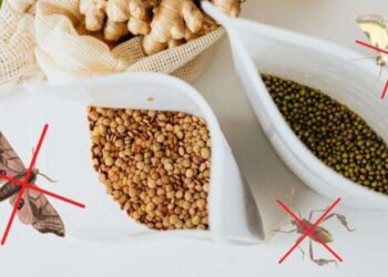 Bulgur, Prinç, fasulye gibi bakliyatlarınızı böceklerden korumanın yolu! İşte denemeniz gereken 7 sıradışı ipuçları!