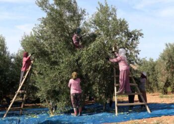 Türkiye zeytinyağı ihracatında nasıl rekor kırdı, gelecek yıllarda ne olur?