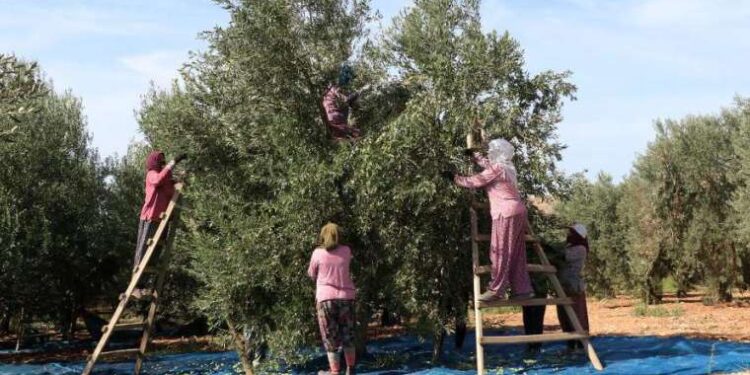 Türkiye zeytinyağı ihracatında nasıl rekor kırdı, gelecek yıllarda ne olur?
