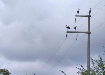 Leyleklerin göçü nedeniyle Kocaeli’nin iki ilçesinde elektrik kesildi