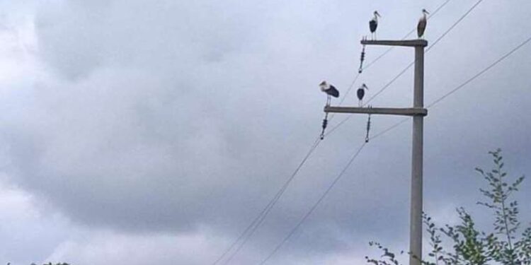 Leyleklerin göçü nedeniyle Kocaeli’nin iki ilçesinde elektrik kesildi