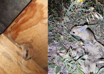 Kırmızı listede… Nesli tükenme tehlikesi altındaki Arap tavşanı Bayburt’ta görüldü!