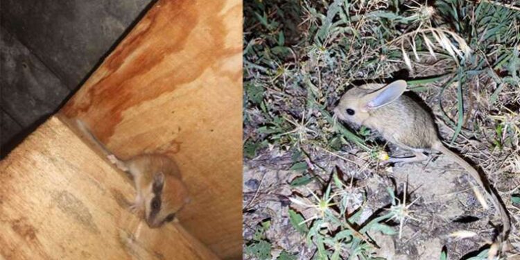 Kırmızı listede… Nesli tükenme tehlikesi altındaki Arap tavşanı Bayburt’ta görüldü!