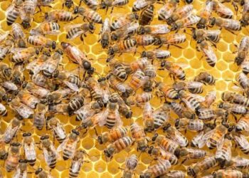 Arı alerjisine karşı tedbiri elden bırakmayın