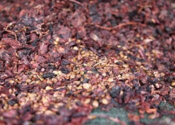 Denizli’de 3 bin 500 yıllık üzüm çekirdeği bulundu