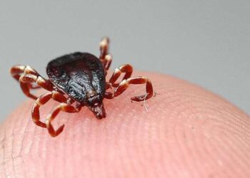 Sıcaklarda kenelere dikkat