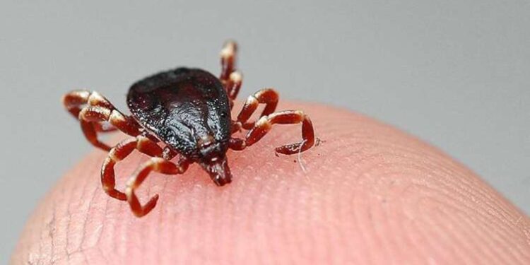 Sıcaklarda kenelere dikkat