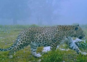 Nesli tükenmekteydi: Anadolu parsı görüldü!