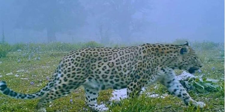 Nesli tükenmekteydi: Anadolu parsı görüldü!