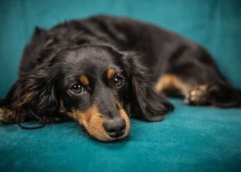 Sigara kedilerde köpeklerde ve kuşlarda kansere neden oluyor!