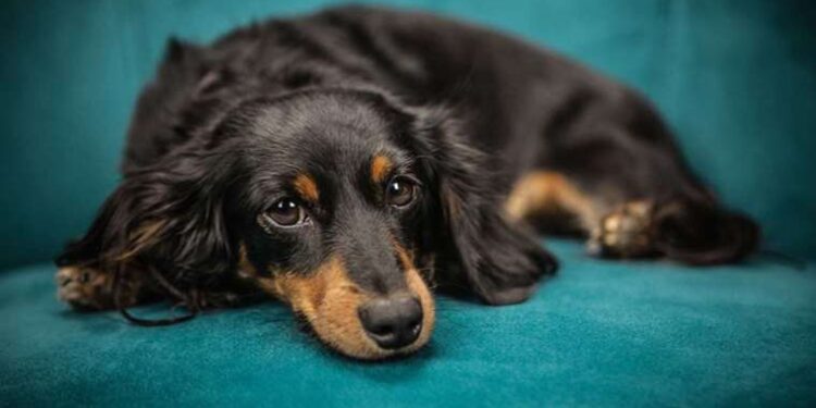 Sigara kedilerde köpeklerde ve kuşlarda kansere neden oluyor!