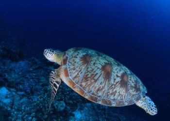 Deniz kaplumbağalarını besleyene 244 bin lira ceza!