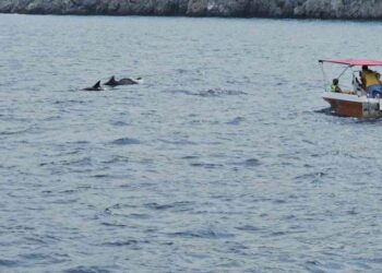 Yunus balıkları tur teknesiyle beraber yüzdü