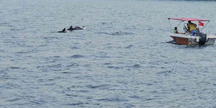 Yunus balıkları tur teknesiyle beraber yüzdü