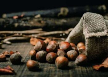 Levant fındık ne demek? Levant fındık nedir? Levant fındık ile Giresun fındık arasındaki farklar neler?