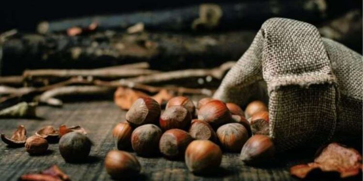 Levant fındık ne demek? Levant fındık nedir? Levant fındık ile Giresun fındık arasındaki farklar neler?