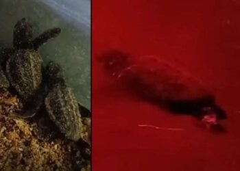 Didim’de yavru caretta carettalar denize ulaştı