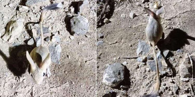 Kırmızı listede yer alan Arap tavşanı Bayburt’un ardından Elazığ’da görüldü!