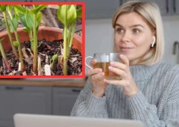 Uyumadan önce 1 bardak için 1 haftada 5 kilo verdiriyor! Siz uyurken yağlarınızı yakacak mucizevi karışım…