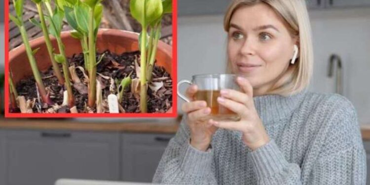 Uyumadan önce 1 bardak için 1 haftada 5 kilo verdiriyor! Siz uyurken yağlarınızı yakacak mucizevi karışım…