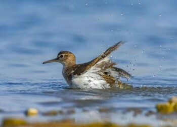 Kavurucu sıcak kuşları da vurdu: Tüyleri bile yetersiz kalıyor