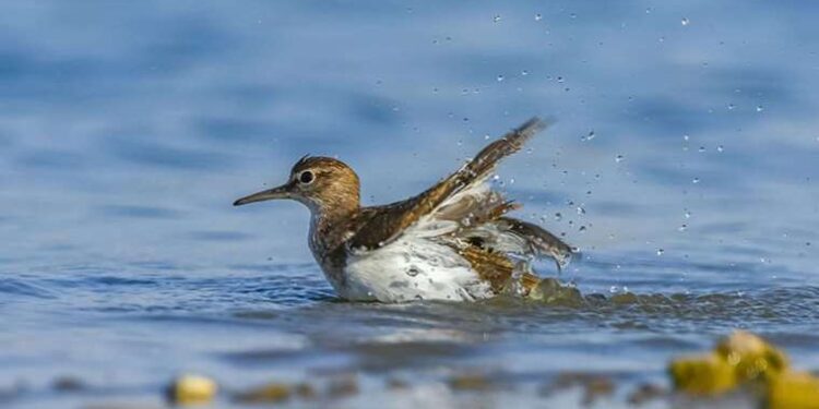 Kavurucu sıcak kuşları da vurdu: Tüyleri bile yetersiz kalıyor