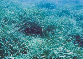 Deniz suyu sıcaklığı rekor kırdı: ‘Denizin akciğerlerini’ kavuruyor!