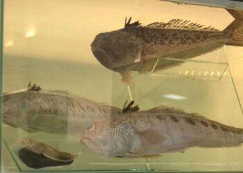 Plajlarda ‘trakonya’ tehlikesi