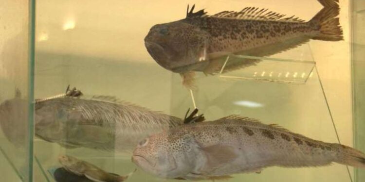 Plajlarda ‘trakonya’ tehlikesi