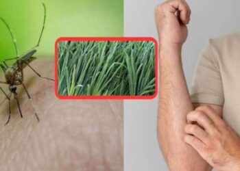 Sivrisineklerden kurtulmanın en doğal yolu! Bu sebzenin kokusunu alan sivrisinekler evi terk ediyor…