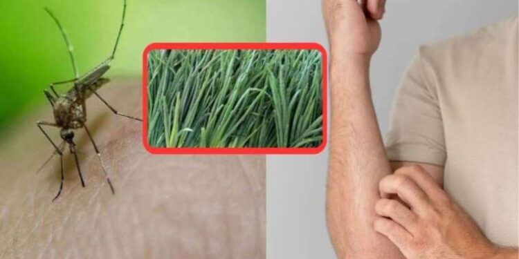 Sivrisineklerden kurtulmanın en doğal yolu! Bu sebzenin kokusunu alan sivrisinekler evi terk ediyor…