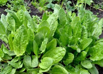 Mikropların korkulu rüyası: Anne sütünü arttırıyor, cilt lekelerine son veriyor