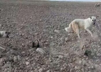Nesli tükenmek üzere… Nevşehir’de alaca sansar görüldü!