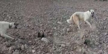 Nesli tükenmek üzere… Nevşehir’de alaca sansar görüldü!