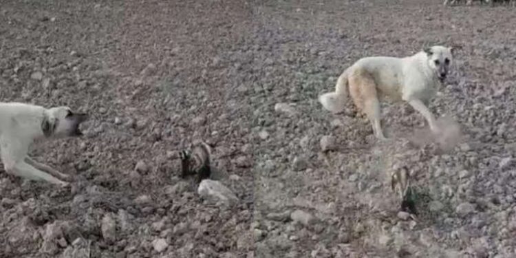 Nesli tükenmek üzere… Nevşehir’de alaca sansar görüldü!