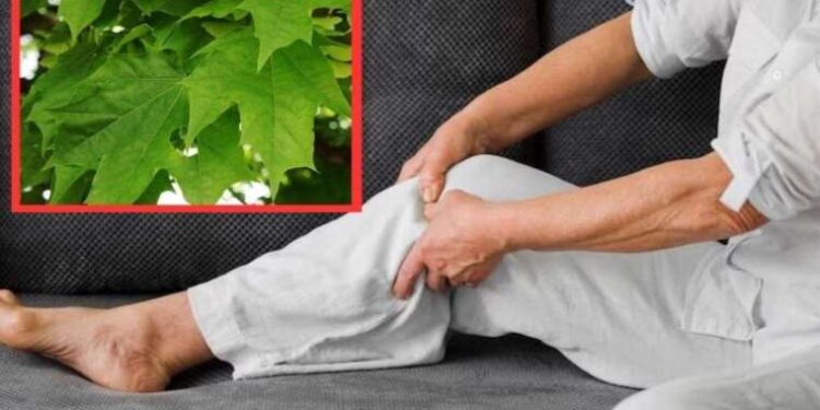 İbrahim Saraçoğlu eklem kireçlenmelerini 1 ayda geçiren kürün tarifini verdi! 1 yaprağı kireçlenmelere son veriyor…