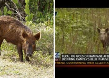 Avustralya’da bir kamp alanından çaldığı 18 kutu birayı içen domuz inekle kavgaya tutuştu