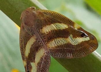 2 yıldır görünmüyordu: Karadeniz’de ‘vampir kelebek’ alarmı!