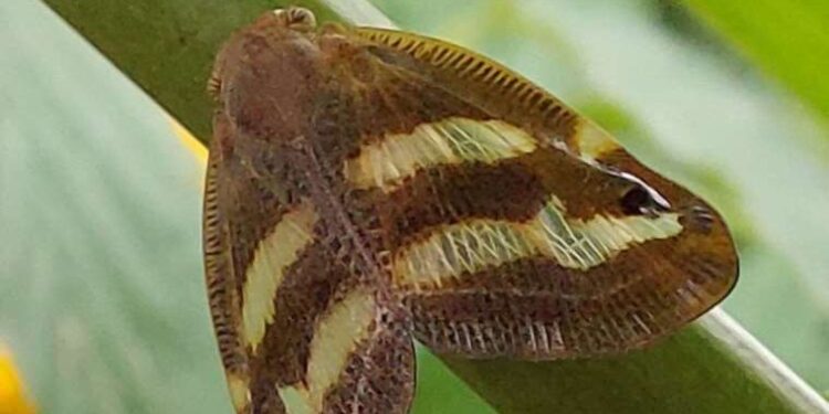 2 yıldır görünmüyordu: Karadeniz’de ‘vampir kelebek’ alarmı!