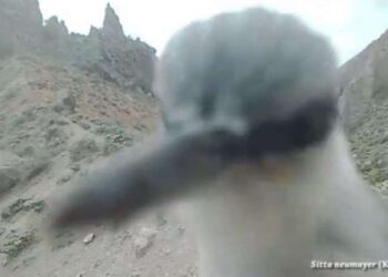 Nadir bir kuş türü olan kaya sıvacısı fotokapanı gagalarken görüntülendi